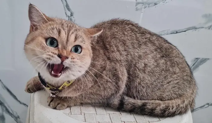 British shorthair fêmea 