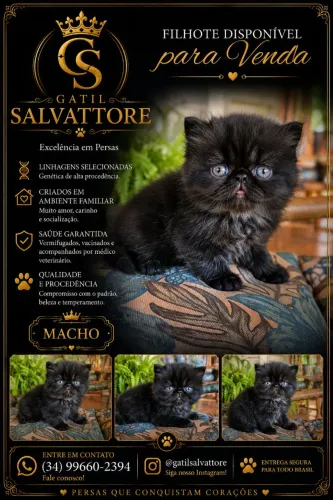 Persa Filhote Macho