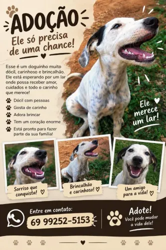 Estou doando esse dog dócil