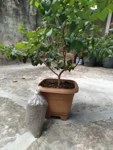Muda de pitanga 3 anos + Um saco de adubo de galinha 