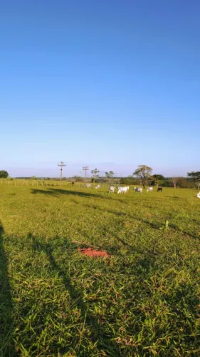 Sítio à Venda - 4,5 Alqueires em Fernandópolis-SP