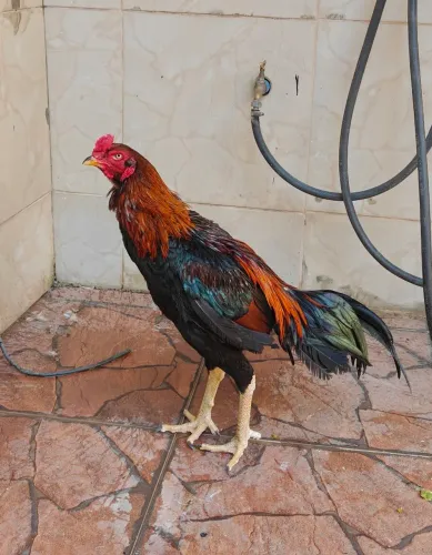 Frango Tailandês com Ganoi 10 meses