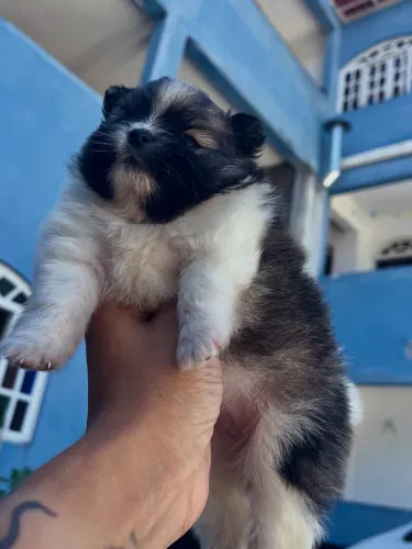 Spitz alemão anão
