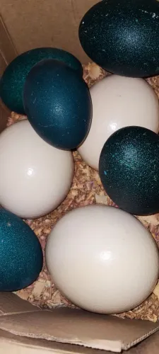 Ovos avestruz emu 