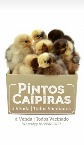 Pintos caipira