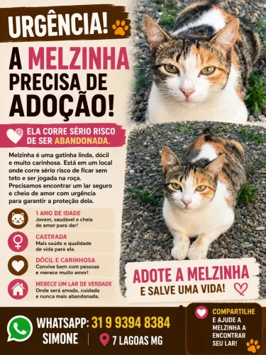 ADOÇÃO URGENTE Gatinha linda e dócil/ Castrada   c/  1 ano   - em 7 Lagoas MG