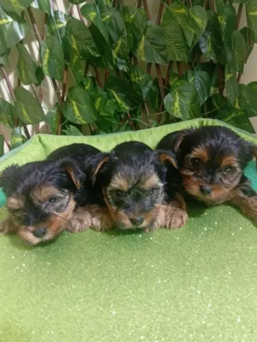 Yorkshire Mini Muito Fofo