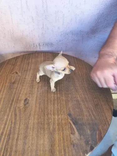 Pinscher mini filhote criado com carinho
