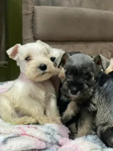 Schnauzer Miniatura