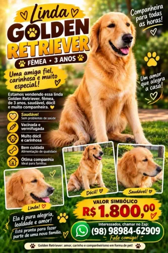 vendo Goldem Retriver Adulta