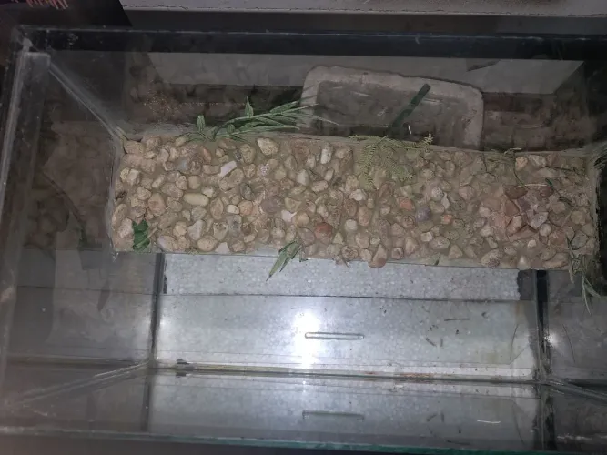 Terrario tartaruga ?