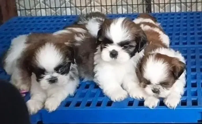Shihtzu Mini Filhotes Ideais Para Companhia. 