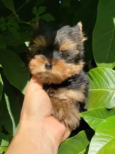 Uma Fofura para Levar para Casa yorkshire micro fêmea