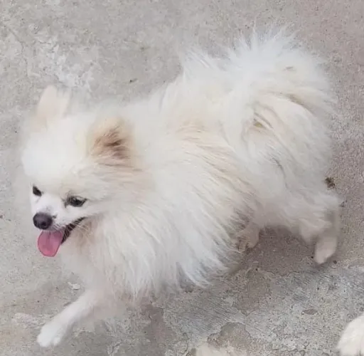 lulu da Pomerânia anão adulto