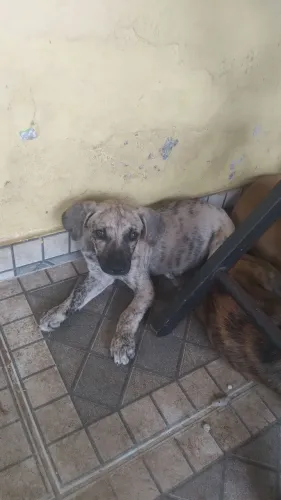 Para Doação 