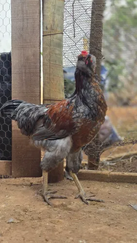 Frango mestiço de Ameraucana 5 meses