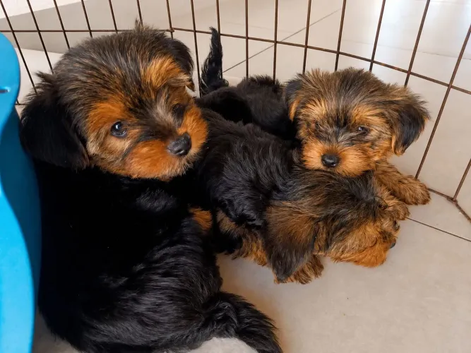 Filhote cachorro yorkshire terrier
