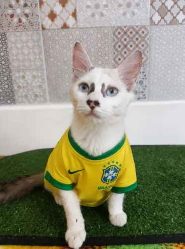 Gatinha castração para adoção