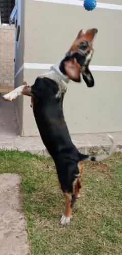 Basset 5 meses de vida, com todas as vacinas cãozinho dócil 