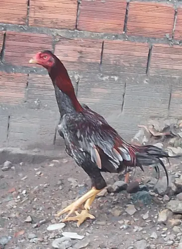 GALO CARIOCA