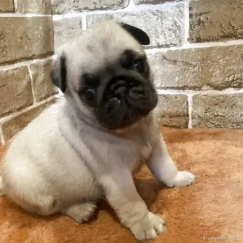 Baby pug dócil com contrato de garantia e saúde em dia garantida
