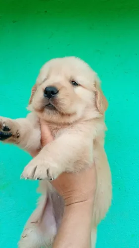Golden Retriever Super Promoção 