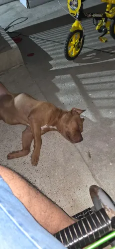 Doação pitbull 