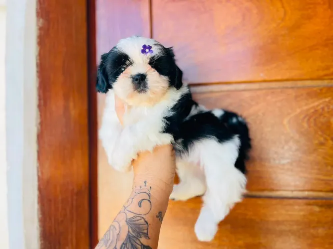 Perfeição shih tzu fêmea