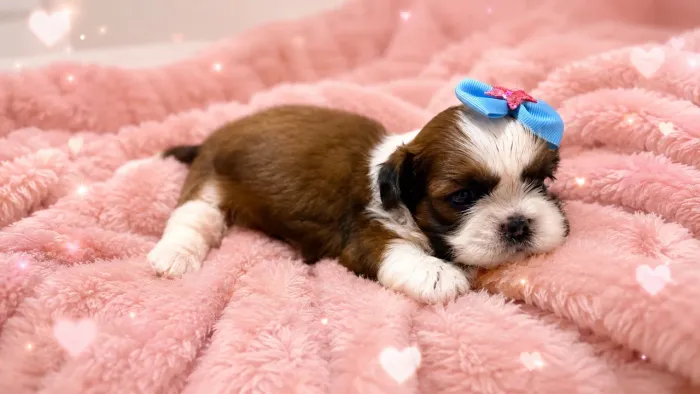 Shih tzu fêmea