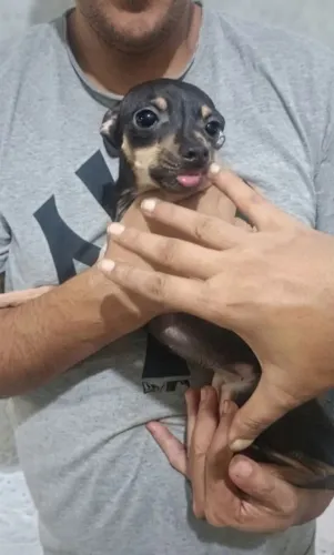 Pinscher fêmea 11 meses não cresce mais bem pequenininha