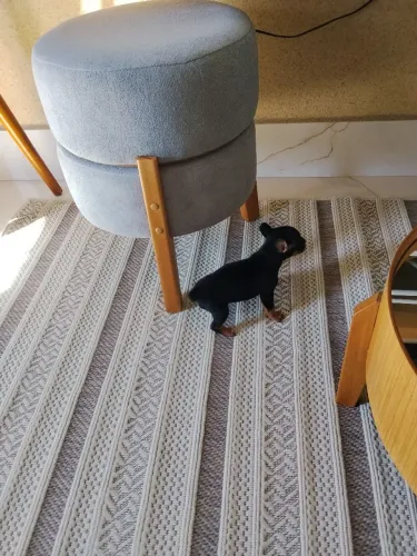 Fêmea de pinscher zero vermifugadas
