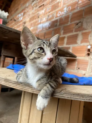 Gatinha fêmea