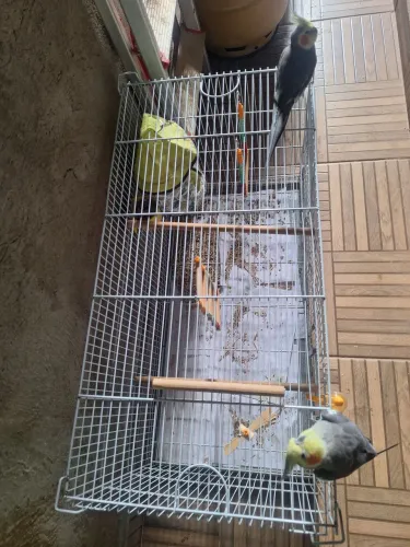 Vendo gaiola grande e linda de parede!