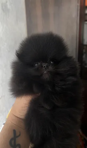 Spitz alemão black minúsculo 