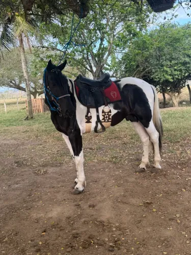 Cavalo pampa de preto