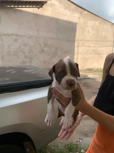 Vende -se Pitbull