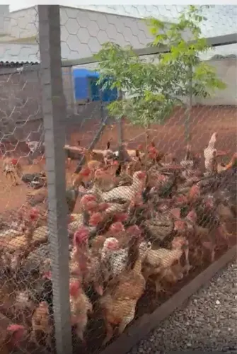 Frangos e frangas índio gigante 