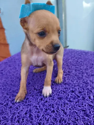 Pinscher 0 disponível com retirada ou entrega