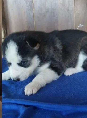 Husky siberiano forte e elegante
