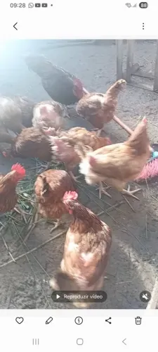 Venda de galinhas caipira
