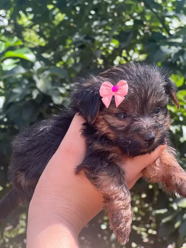 Yorkshire terrier micro 
