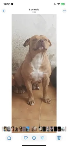 Pitbull doação 
