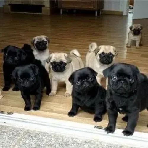Pug Macho e Fêmea 