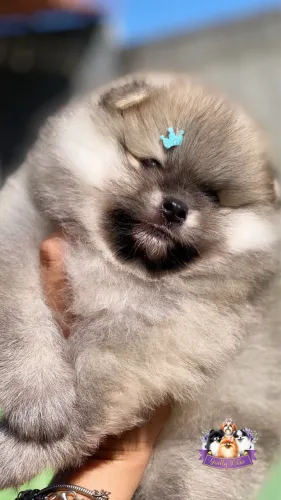 Spitz Alemão com pedigree 