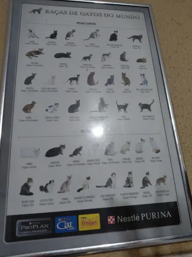 Vendo quadro de raças de gatos 120 .00