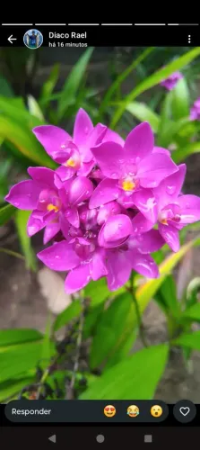 Jardineiro e payasagismo