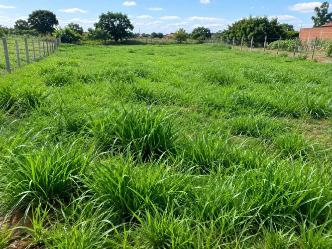 Lote nova Carajás
