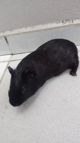 Porquinho da índia