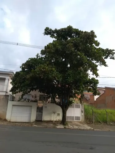 Poda de árvores e jardinagem