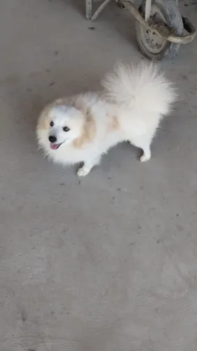 Spitz alemão anao